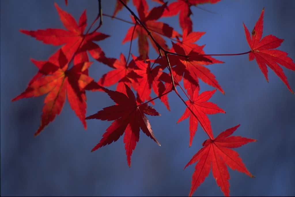 MOMIJI-3