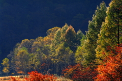 日光　ODASHIROGAHARA