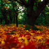 小人の森の秋