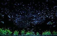 桜星夜