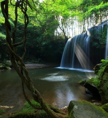 初夏の頃