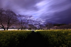 桜と菜の花