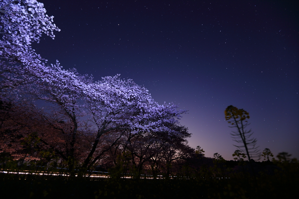 夜桜