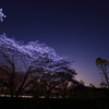 夜桜