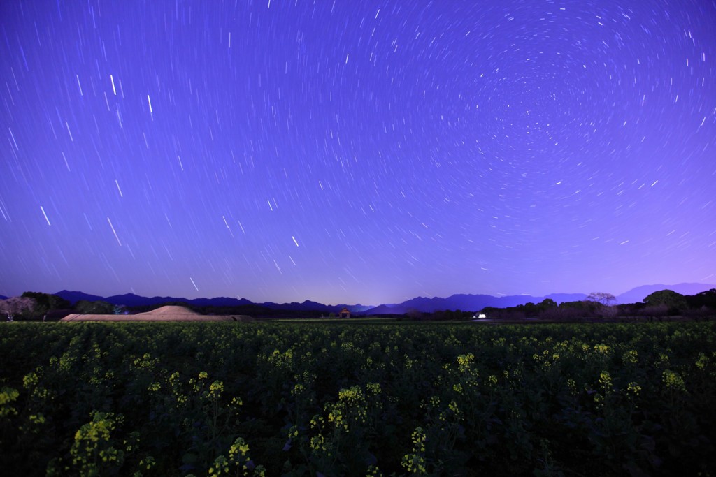 夜の菜の花畑