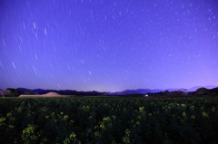 夜の菜の花畑