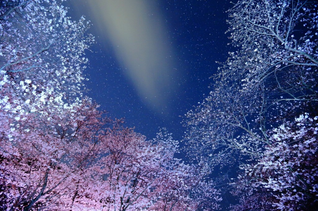 夜桜