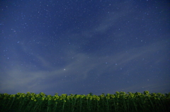 星に照らされ