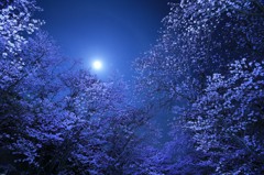 月夜桜