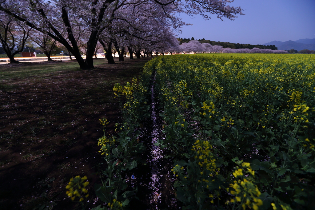 散桜と菜の花