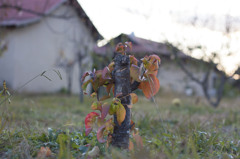 little autumn