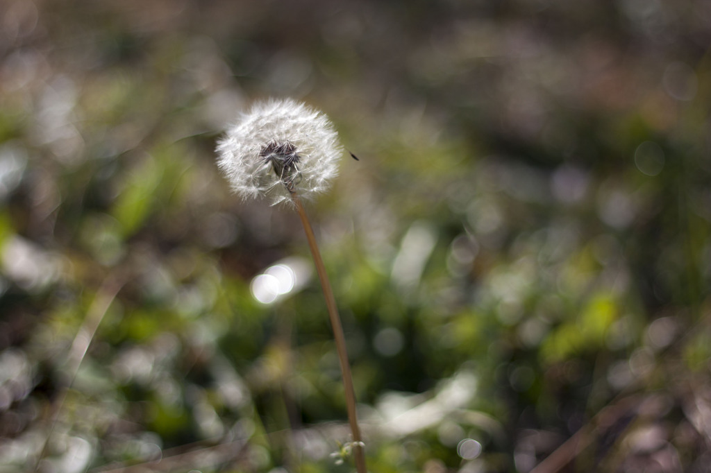 Taraxacum