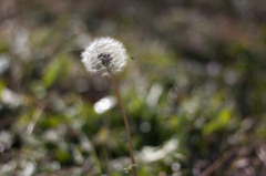 Taraxacum