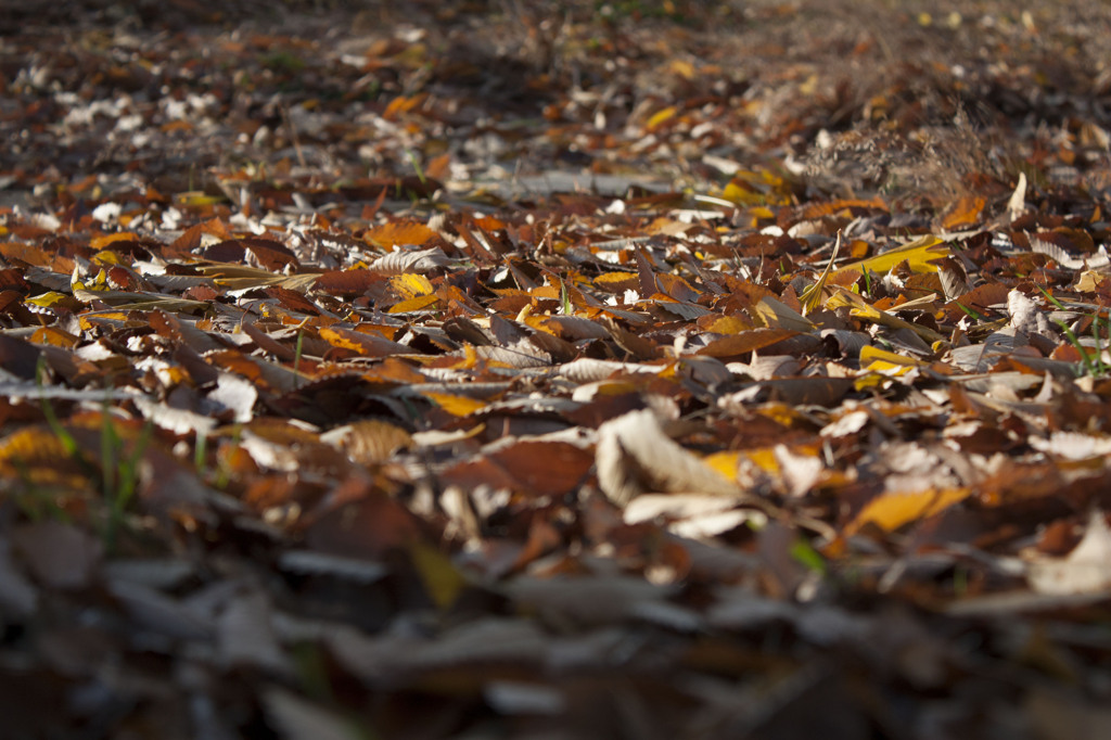 autumn leaves