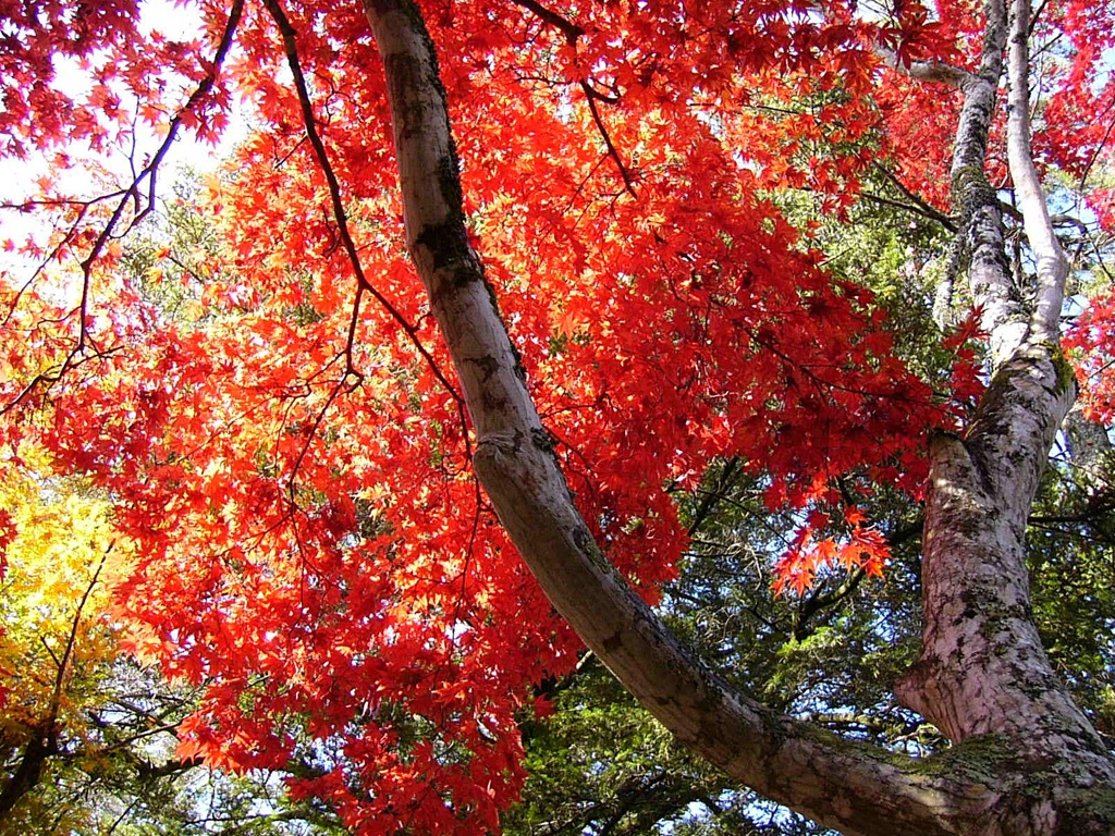 紅葉