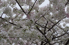 春満開