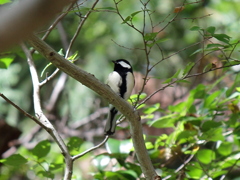 シジュウカラ