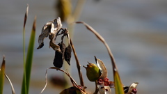 dried plants