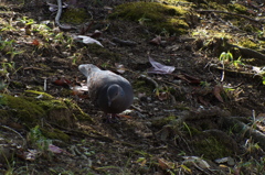 Oriental turtle dove(キジバト)