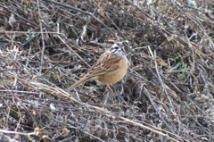 Meadow Bunting(ホオジロ), male