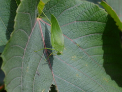 katydid.