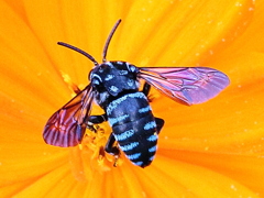 ルリモンハナバチ(Thyreus decorus)