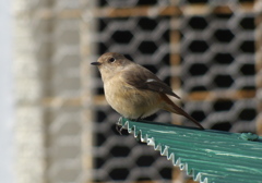 ジョウビタキ(female) with fz200