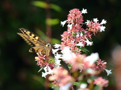 Papilio machaon(キアゲハ)