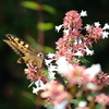 Papilio machaon(キアゲハ)