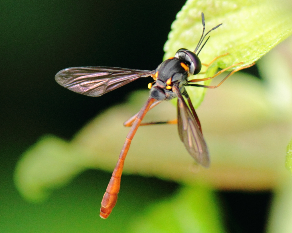 スズキハラボソツリアブ(Systropus suzukii Matsumura)