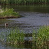 東京港野鳥公園