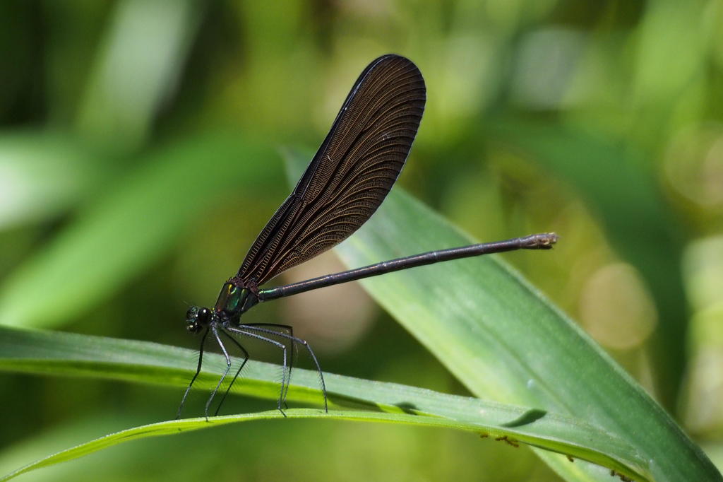 ハグロトンボ (Calopteryx atrata)