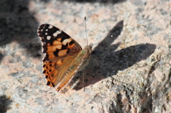 ヒメアカタテハ(Vanessa cardui).