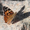 ヒメアカタテハ(Vanessa cardui).