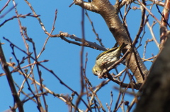 多分、マヒワ (female)