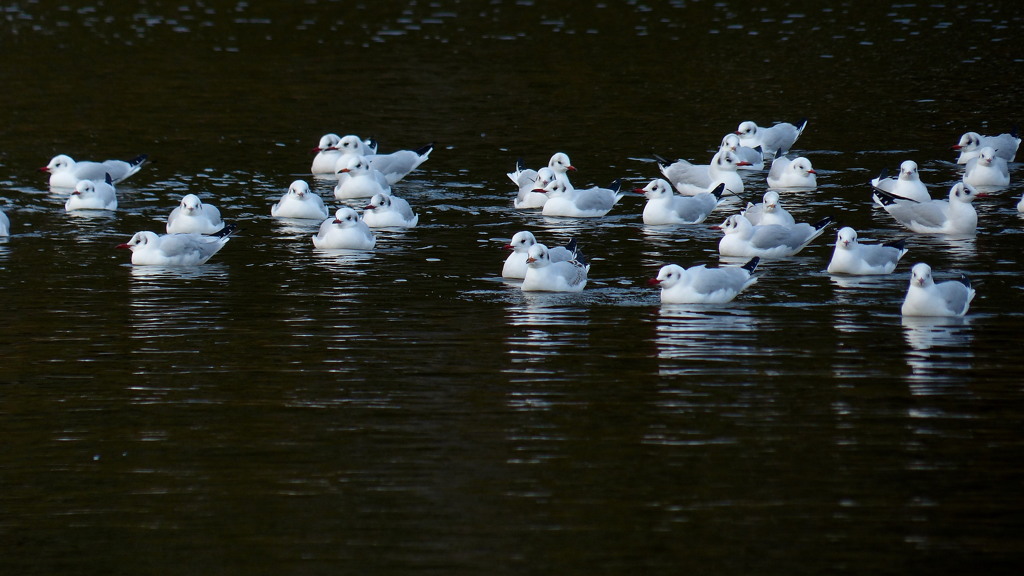 池のカモメ