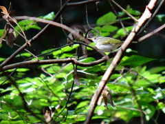 ウグイス系の鳥