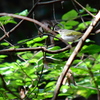 ウグイス系の鳥