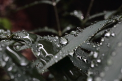 マクロ練習。。雨上がり