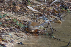 Pale Thrush(シロハラ)