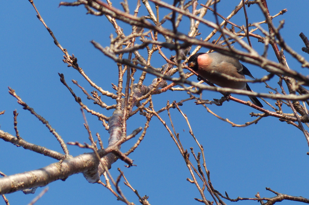 Eurasian Bullfinch(ウソ), male