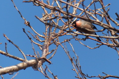 Eurasian Bullfinch(ウソ), male