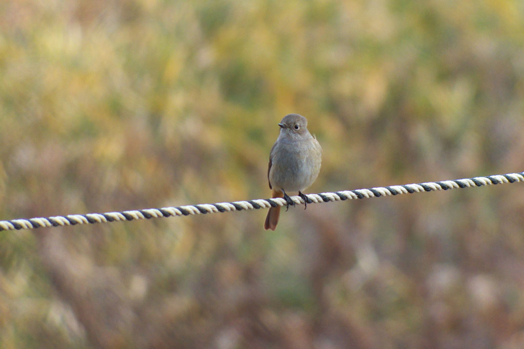 Daurian Redstart(ジョウビタキ), female.