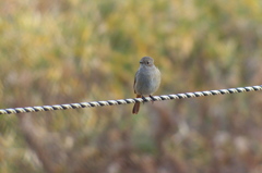 Daurian Redstart(ジョウビタキ), female.
