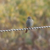 Daurian Redstart(ジョウビタキ), female.