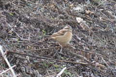 Meadow Bunting(ホオジロ), female