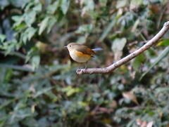 ルリビタキ(Orange-flanked Bush-robin)