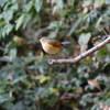 ルリビタキ(Orange-flanked Bush-robin)