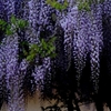 花魁