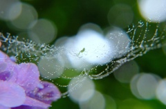 紫陽花と蜘蛛の巣